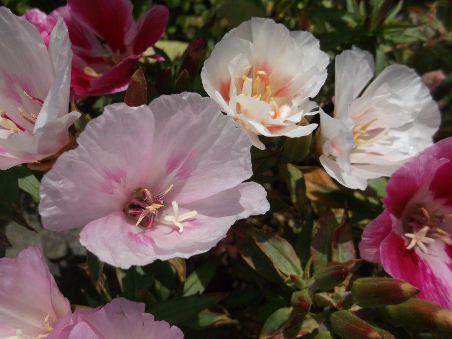 Цветы годеция Монарх