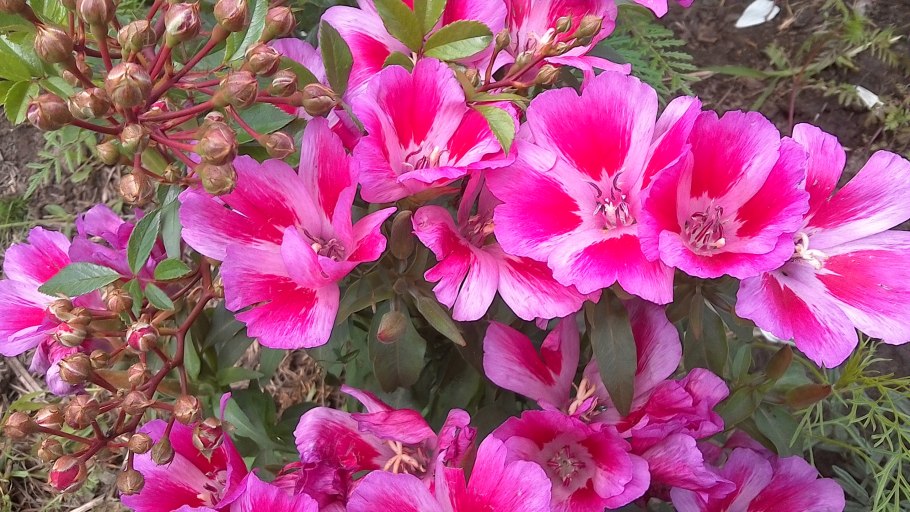 Цветы годеция Монарх