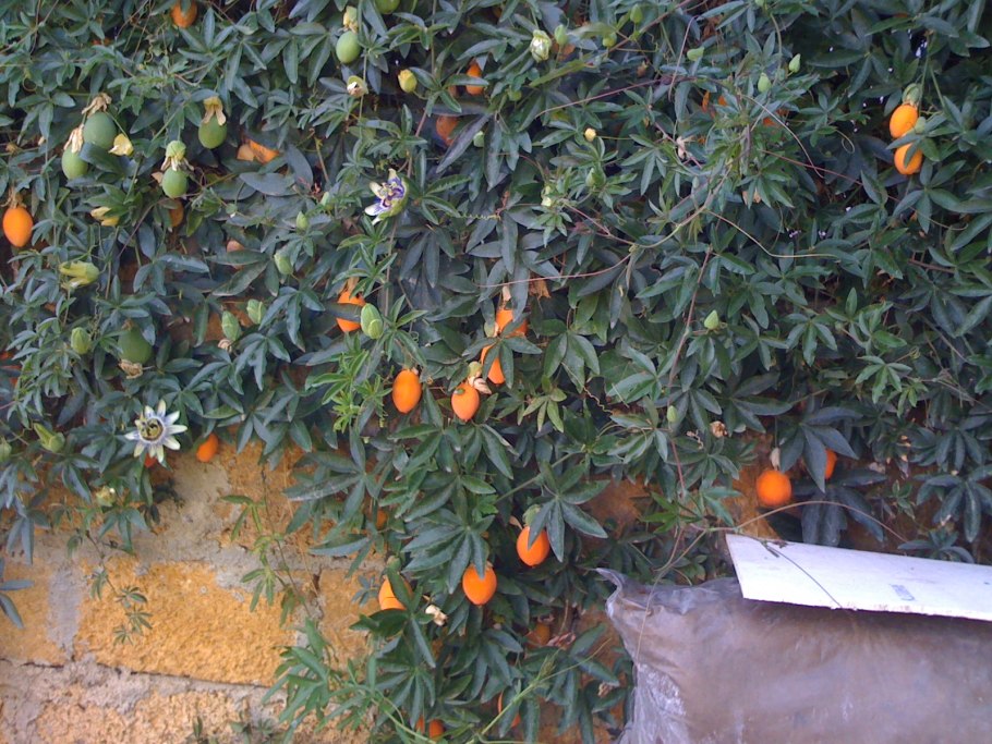 Маракуйя дерево