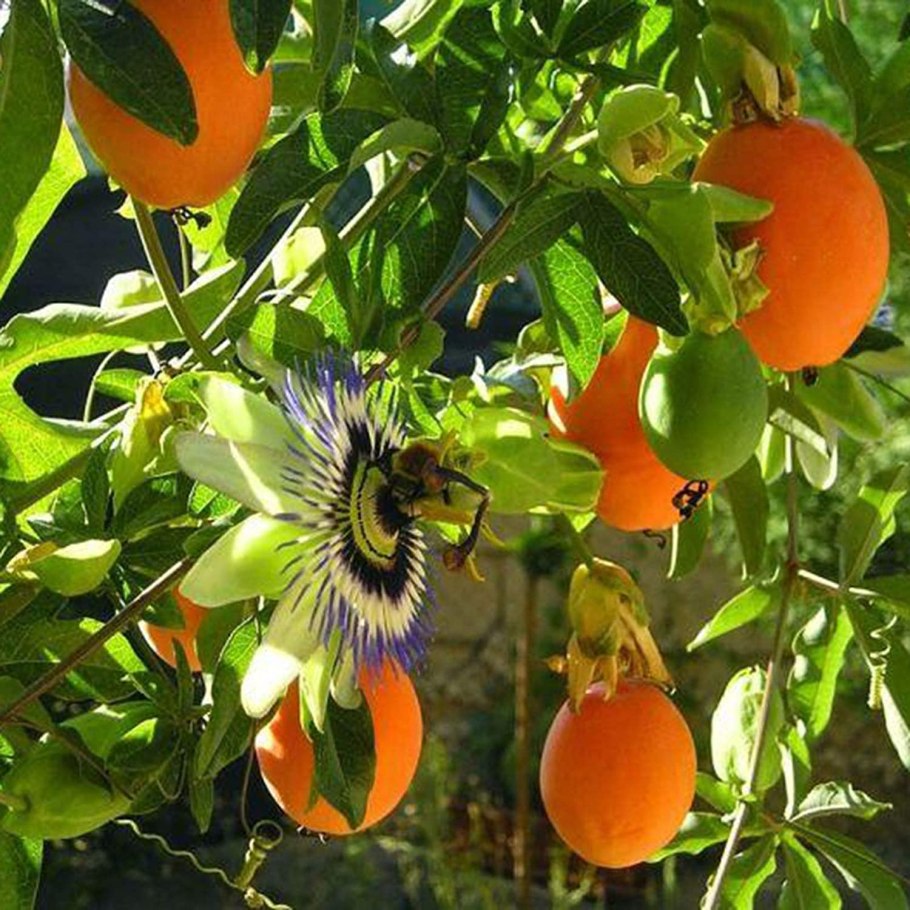 Маракуйя гранадилла