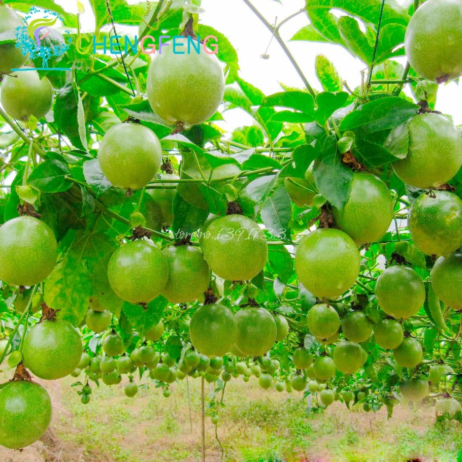 Маракуйя дерево