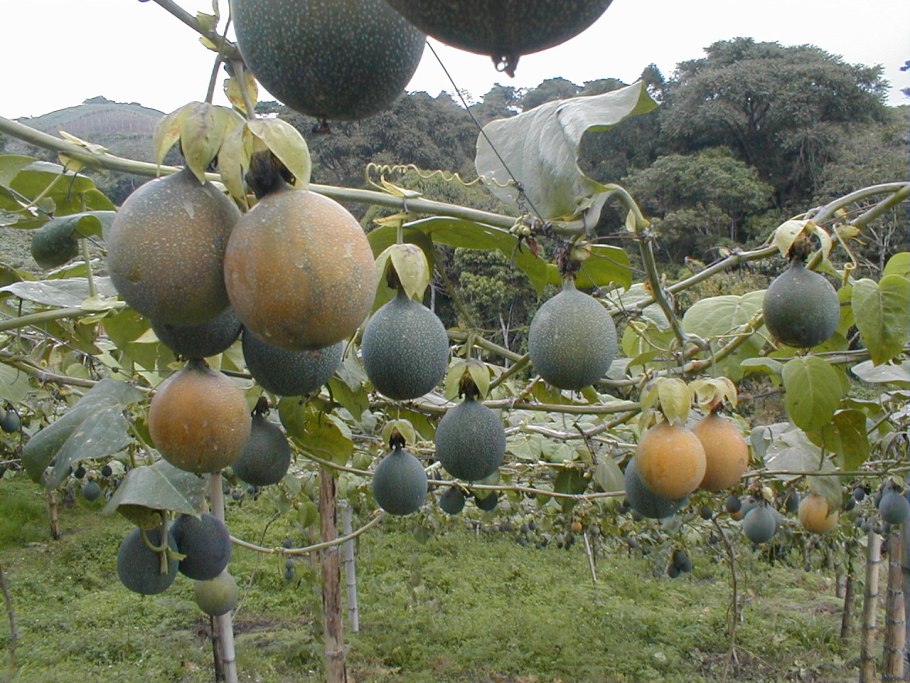 Маракуйя дерево