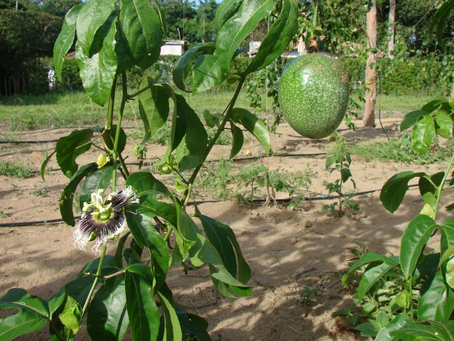 Маракуйя дерево