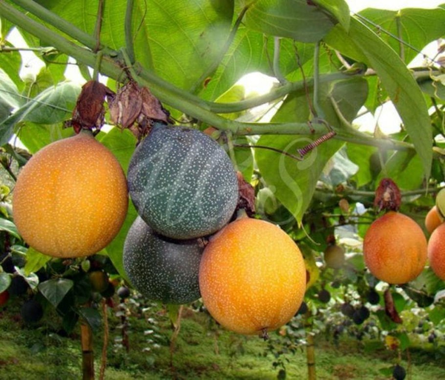 Маракуйя гранадилла