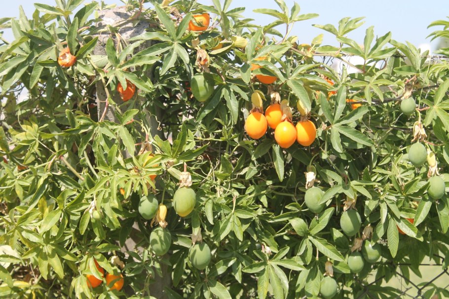 Маракуйя куст