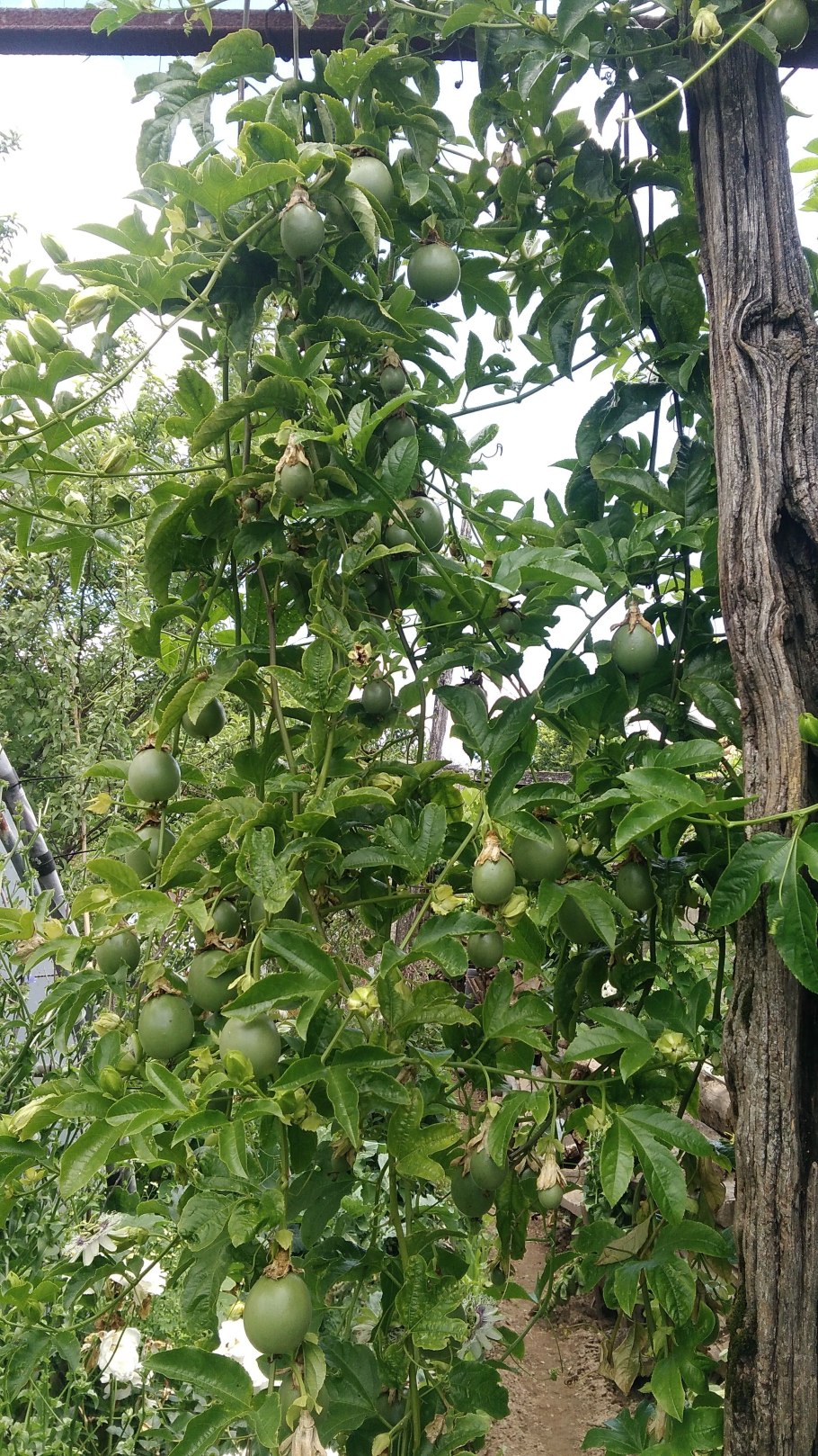 Маракуйя гранадилла