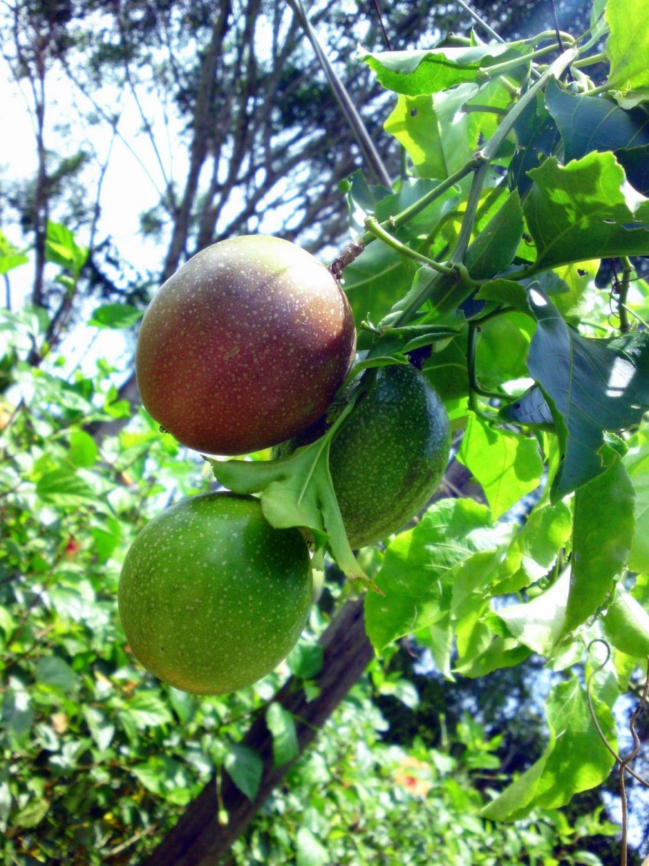 Тропический фрукт гранадилла