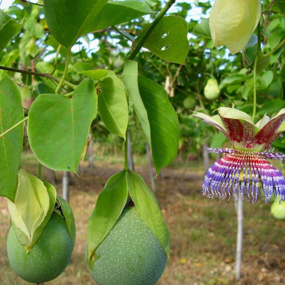 Пассифлора гранадилла