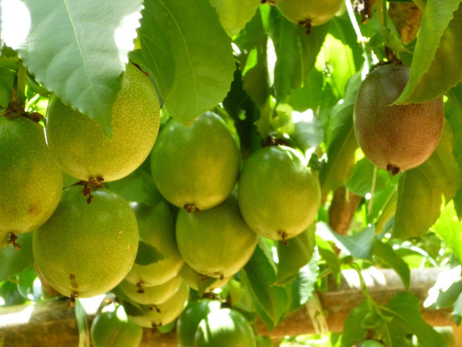 Дерево плодов маракуйя