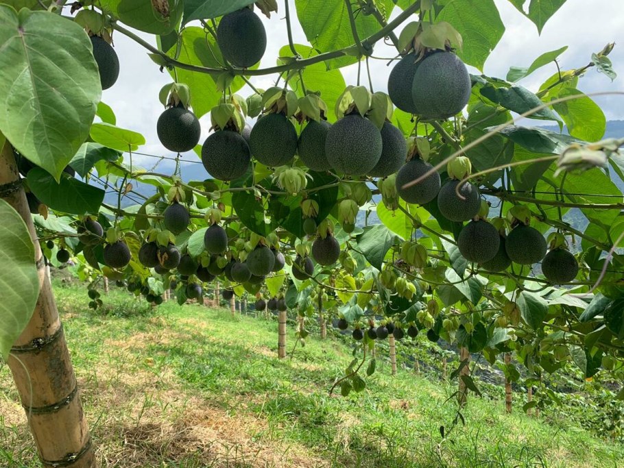 Маракуйя дерево