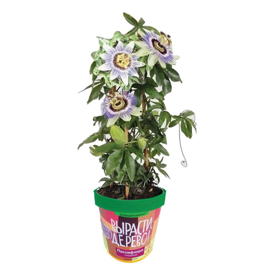 Росток пассифлора пассифлора