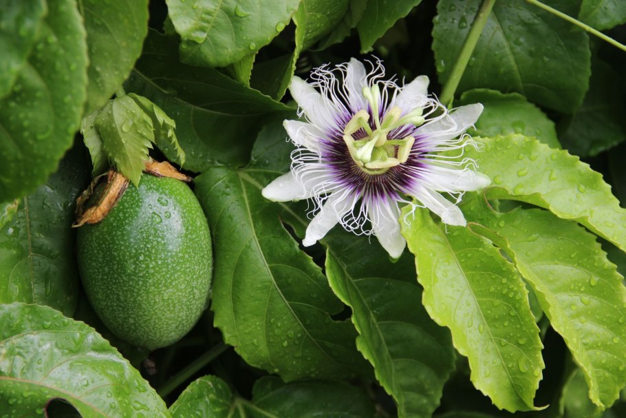 Маракуйя плантация