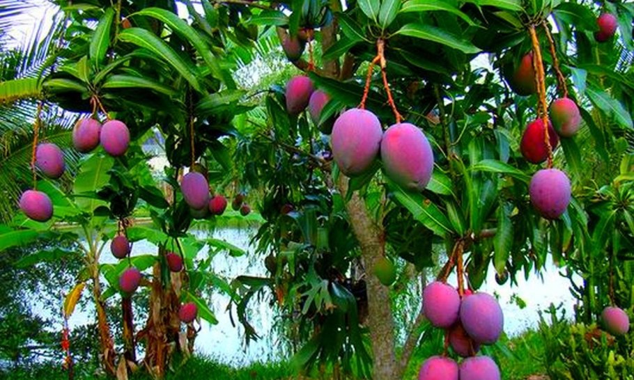 Египетское манго дерево