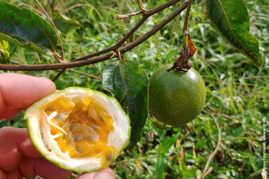 Маракуйя дерево фото