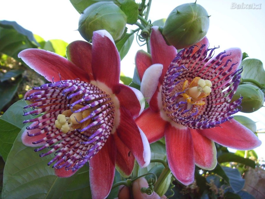 Маракуйя пассифлора фрукт