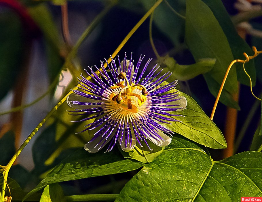 Пассифлора маракуйя листья