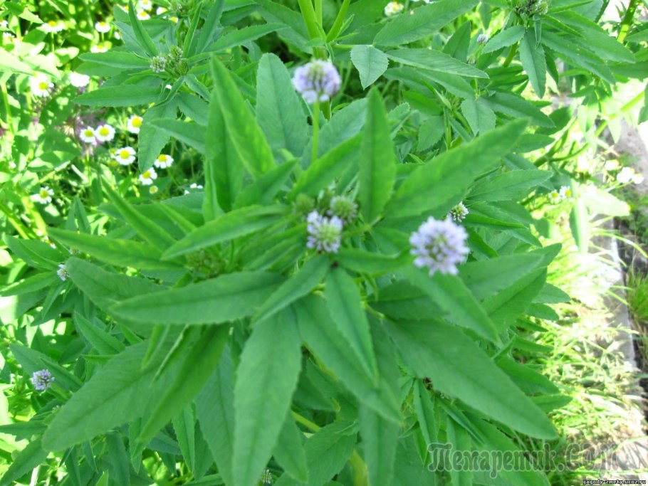 Пажитник голубой