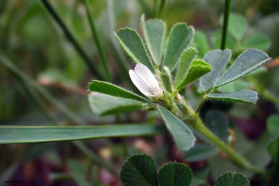 Пажитник Шамбала растение