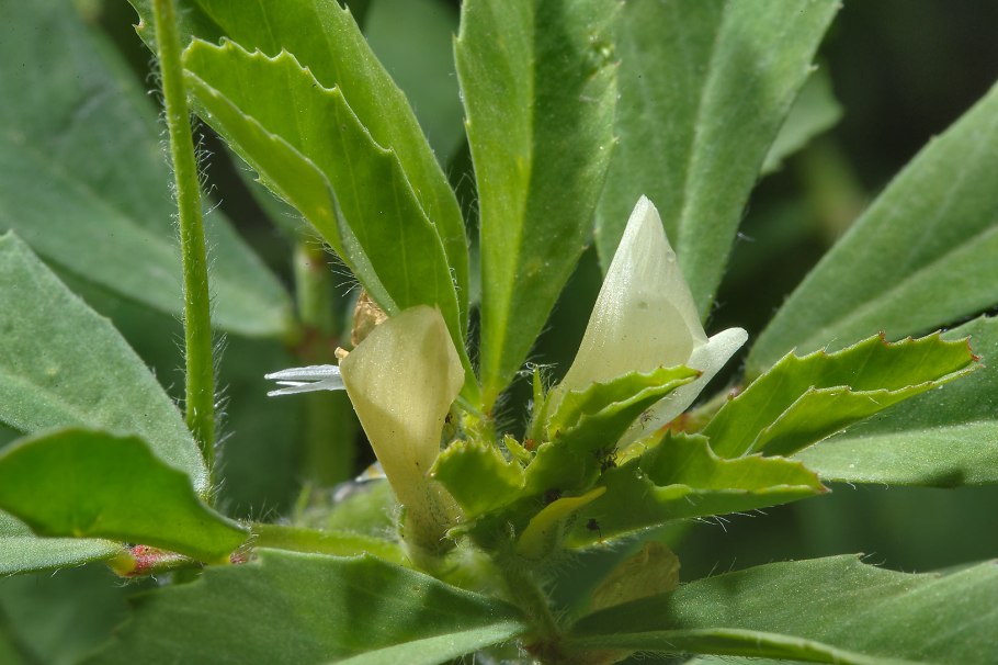 Пажитник Сенной