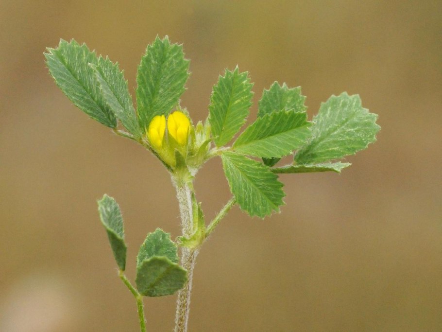Пажитник Сенной Шамбала