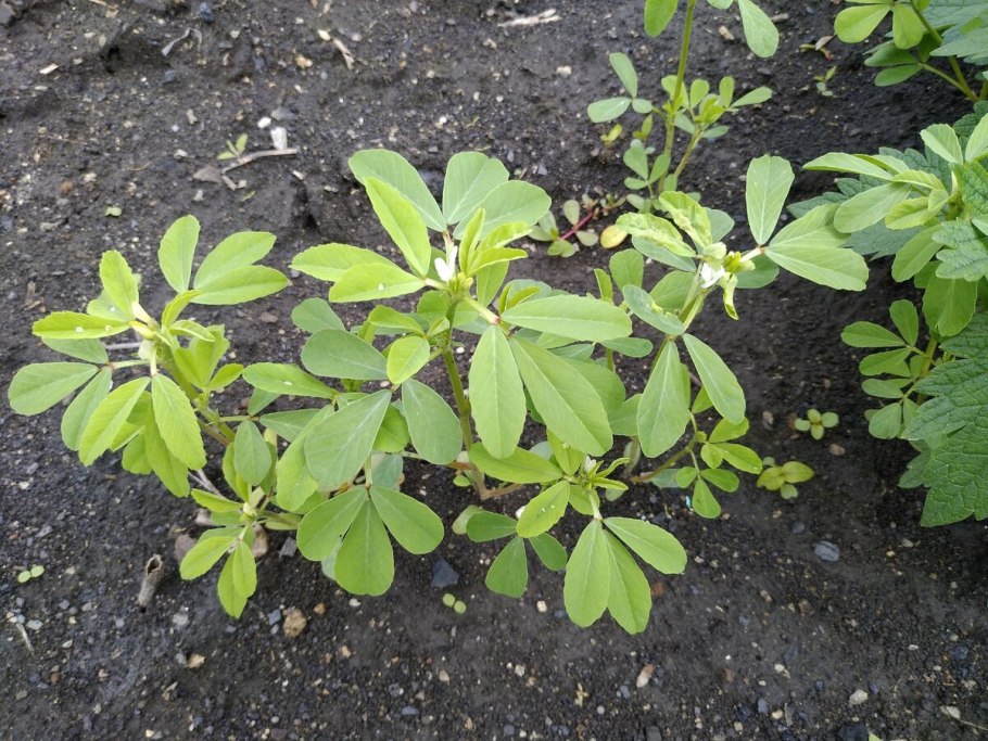 Пажитник Сенной растение