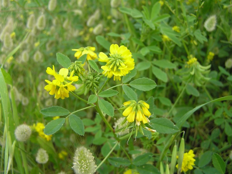 Пажитник Сенной Шамбала