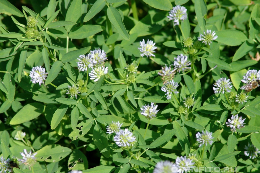 Пажитник Сенной Шамбала