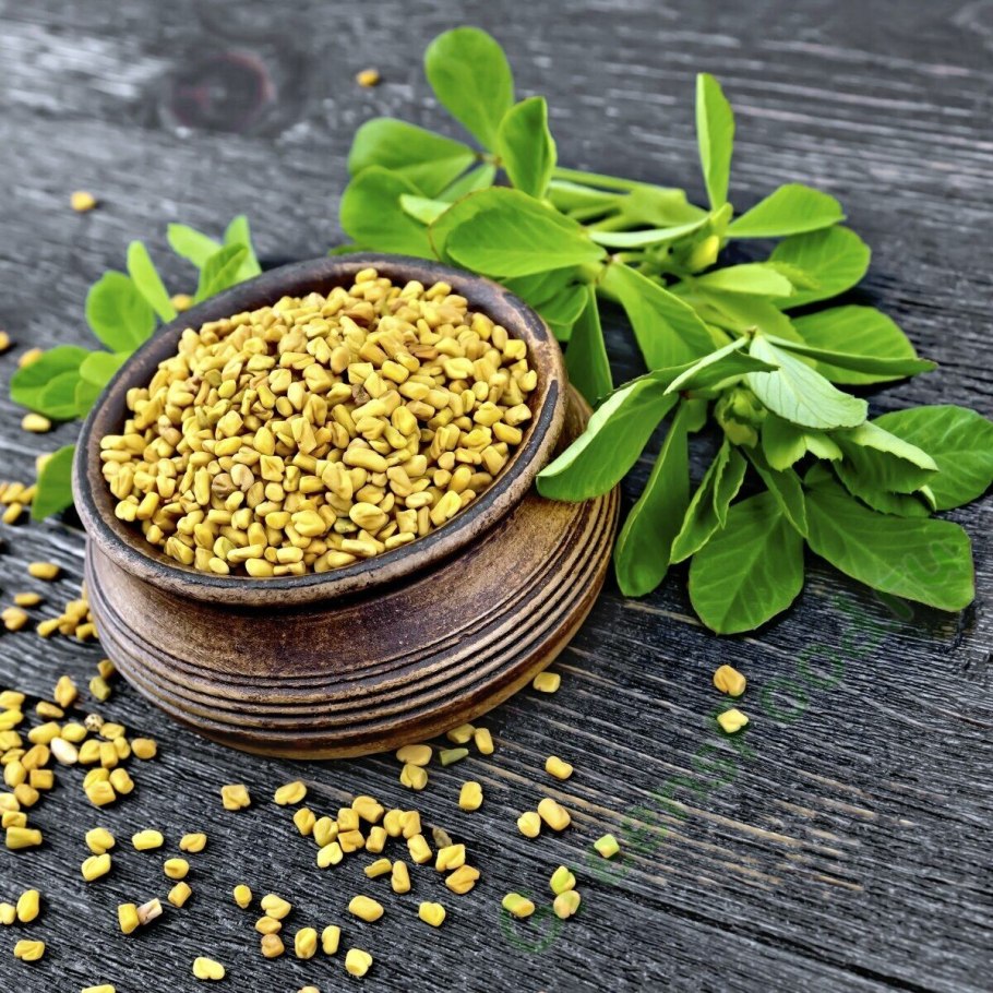 Пажитник Сенной растение