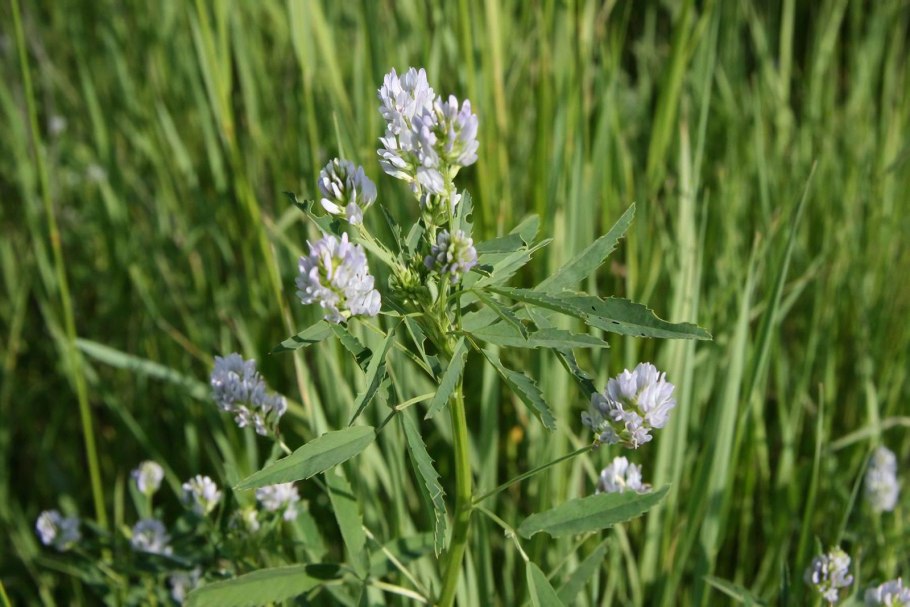 Трава пажитник Сенной
