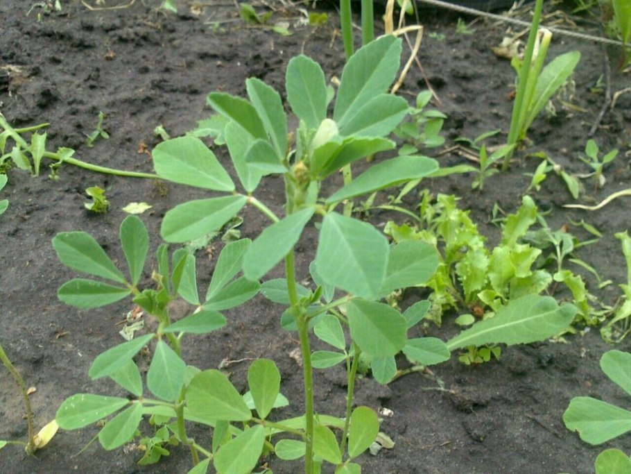 Трава пажитник Сенной