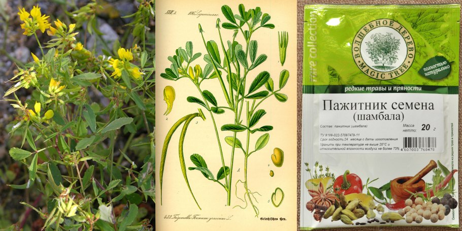 Пажитник Сенной