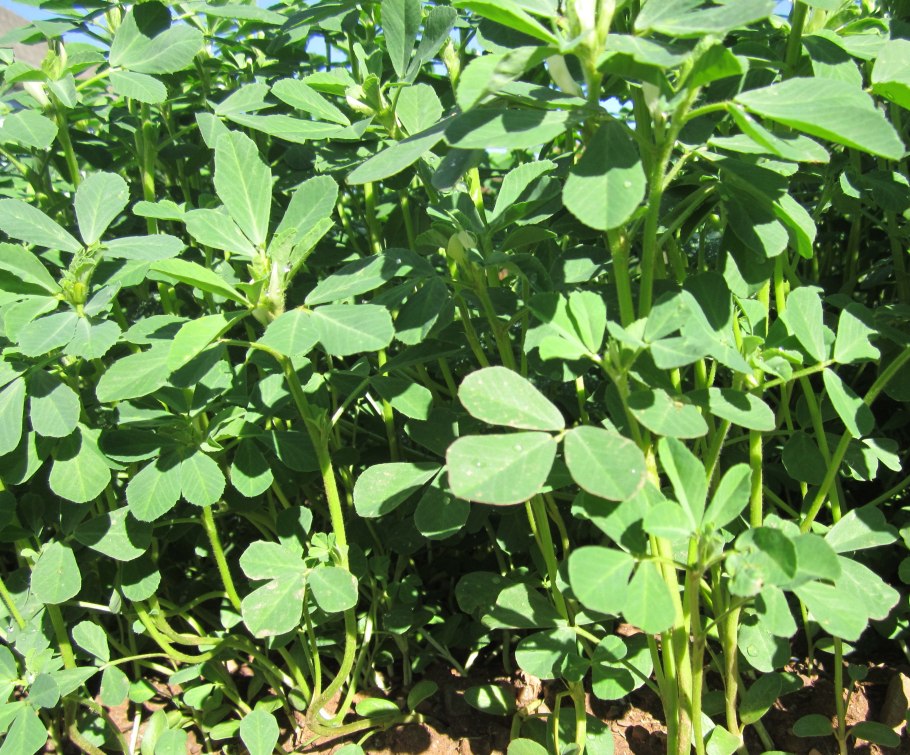 Пажитник Сенной