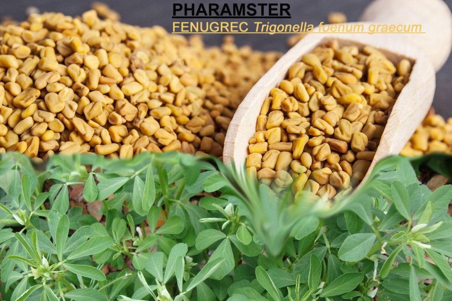 Пажитник Шамбала растение