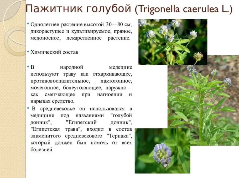 Хельба пажитник