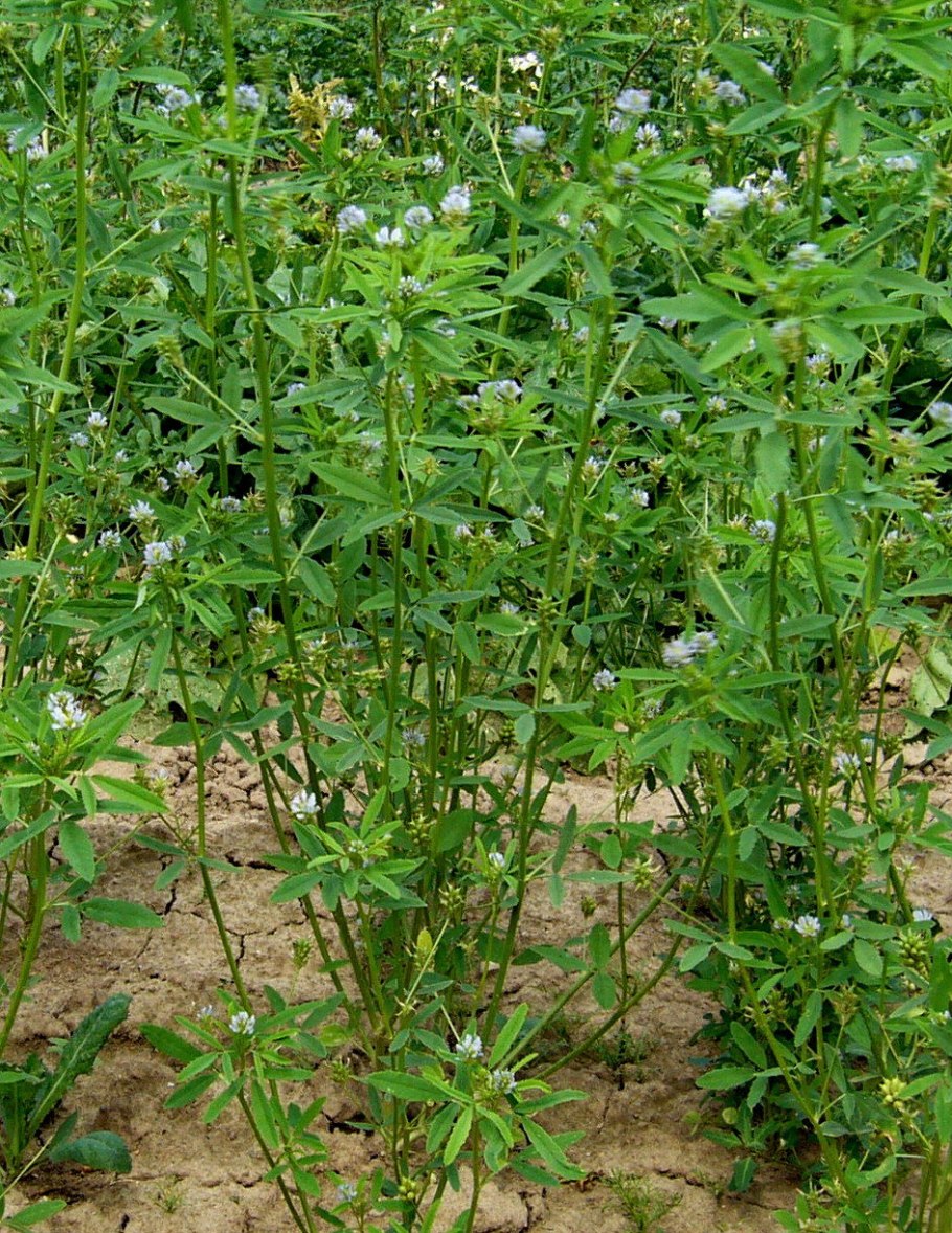 Пажитник Сенной