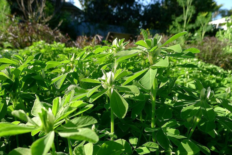 Трава пажитник