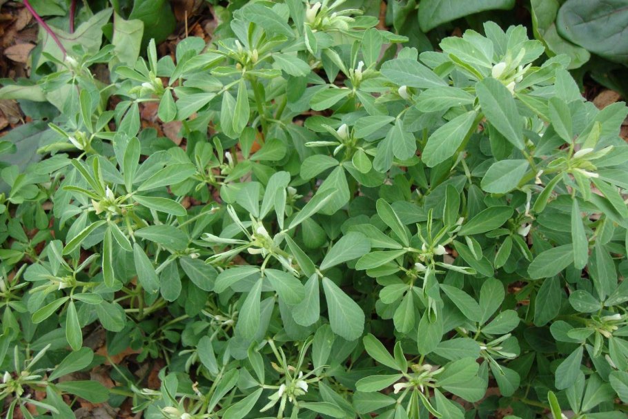 Пажитник Сенной