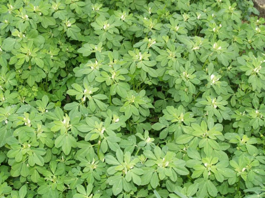 Пажитник Сенной Шамбала