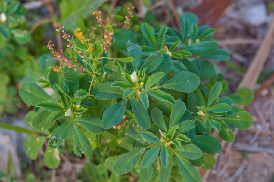 Тригонелла (грибная трава)