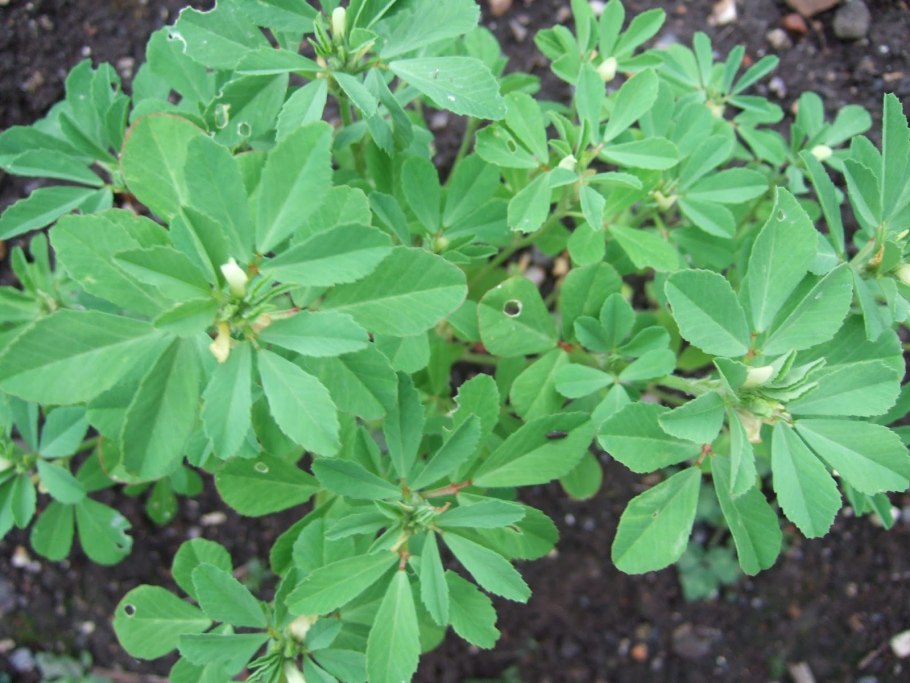 Пажитник Сенной семена