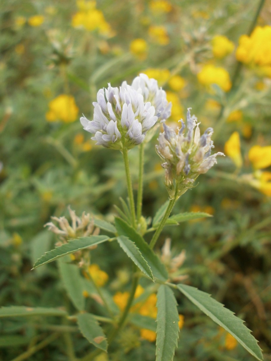 Фенугрек Сенной листья