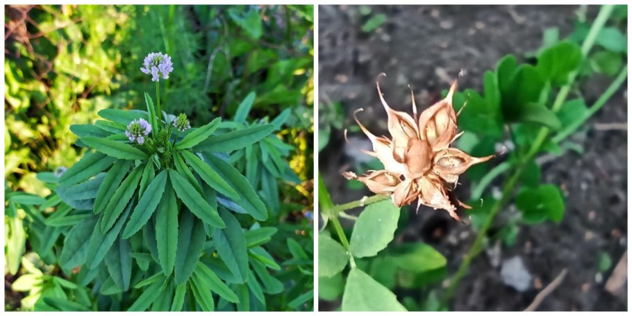 Тригонелла пажитник