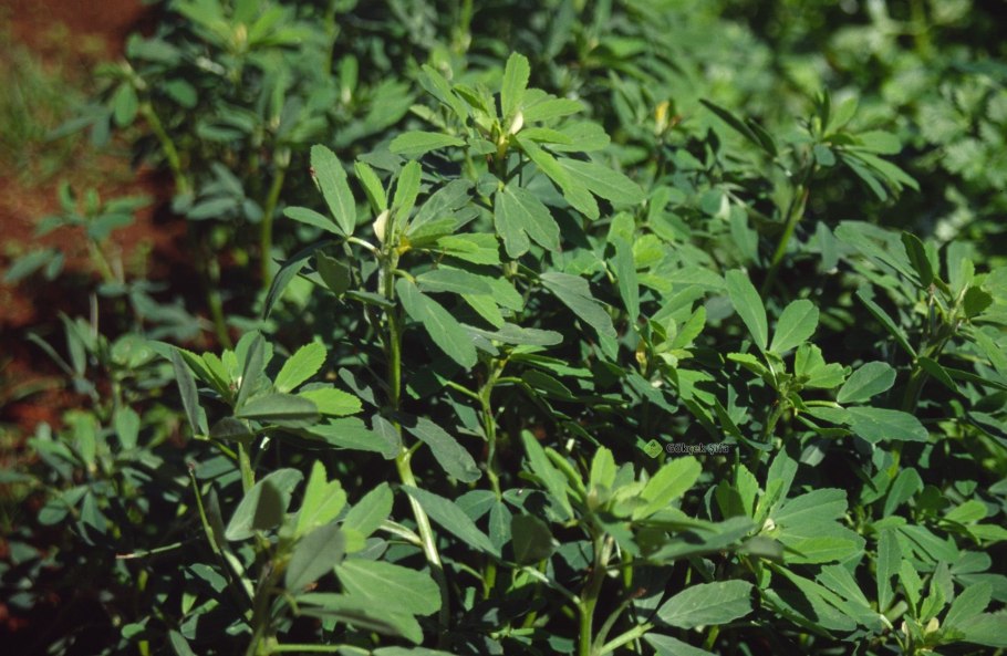 Тригонелла пажитник