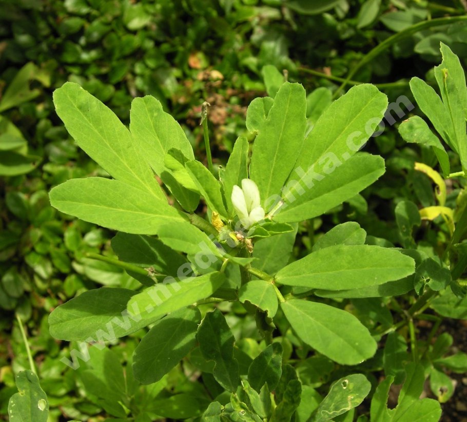 Семена пажитник Шамбала