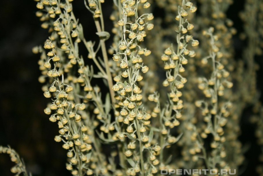 Полынь горькая (Artemísia absínthium).
