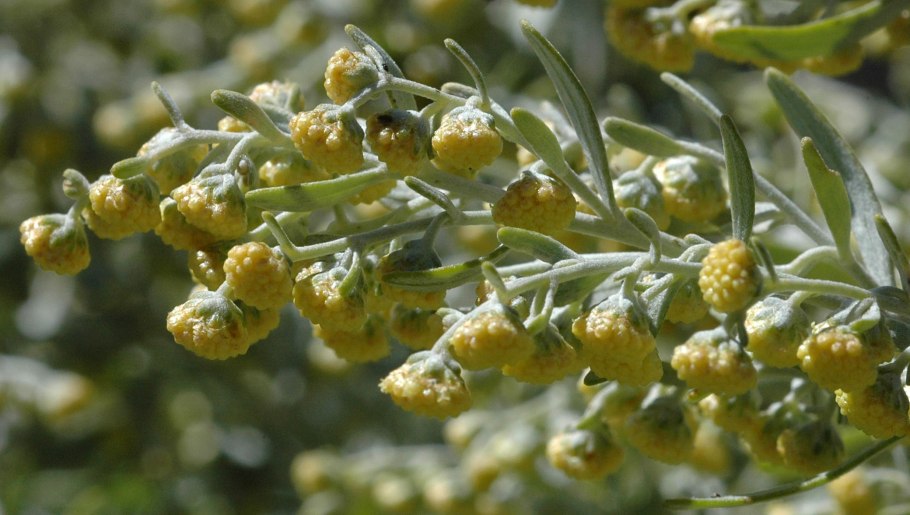 Полынь горькая (Artemisia absinthium)