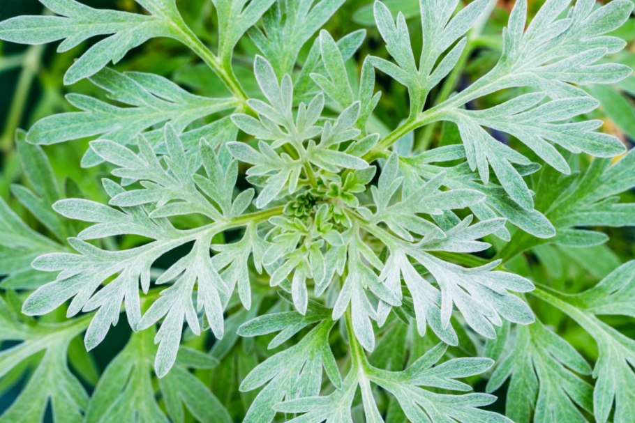 Полынь Artemisia absinthium