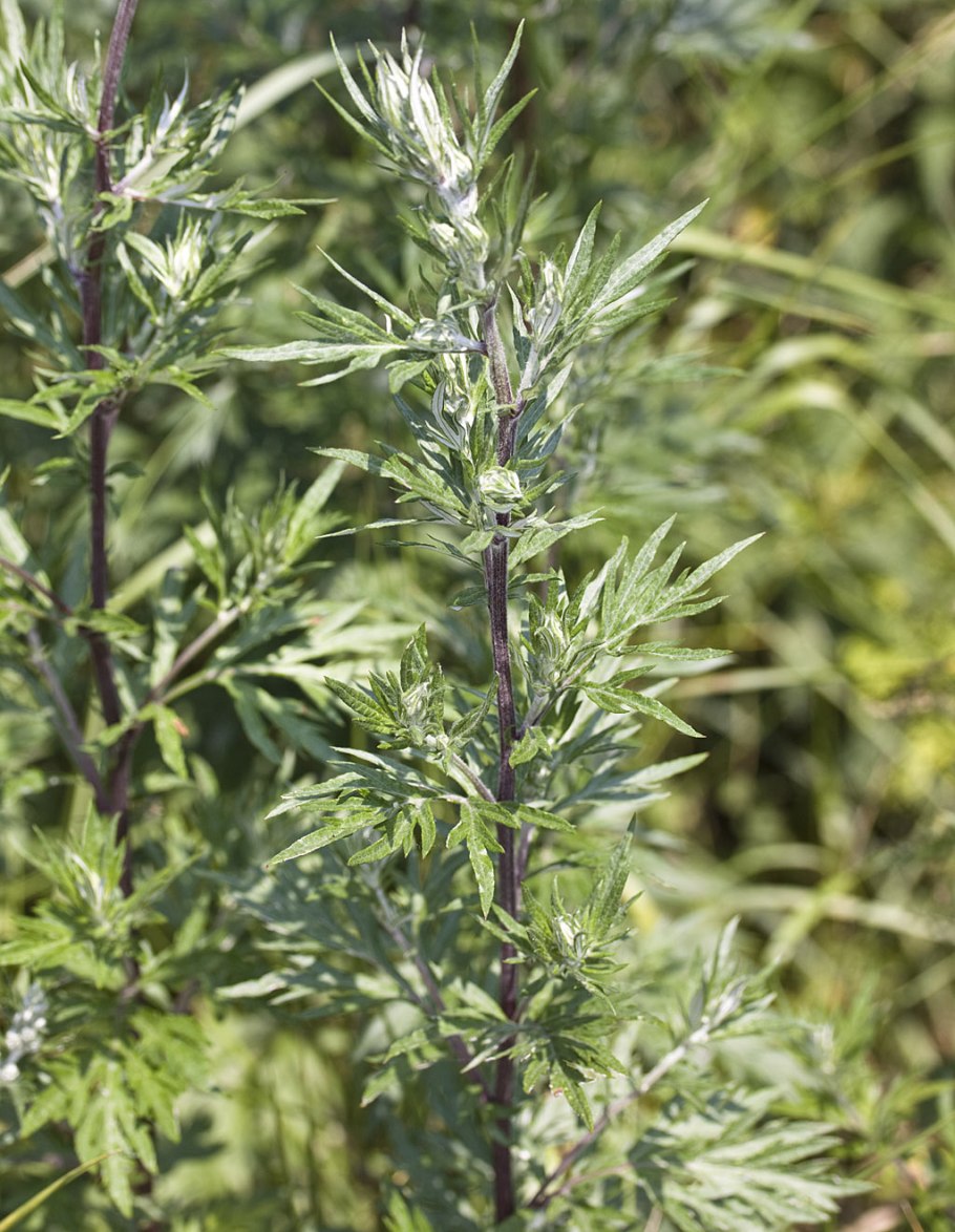 Полынь обыкновенная (Artemisia vulgaris)
