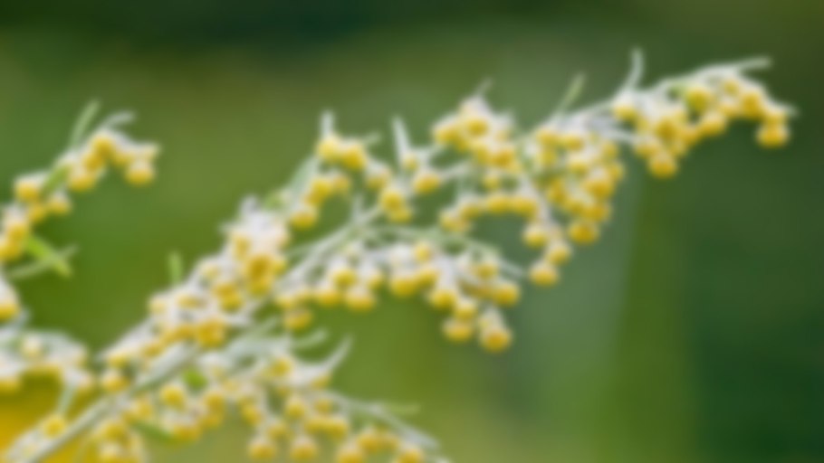 Полынь метельчатая (Artemisia Scoparia)