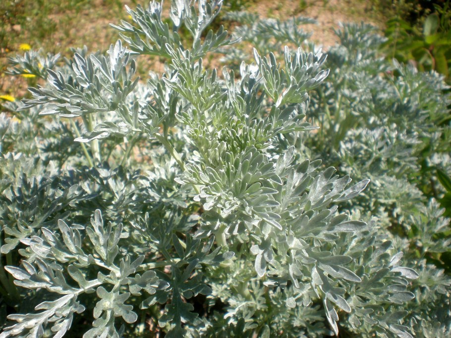 Mugwort (Artemisia vulgaris) Полынь обыкновенная.